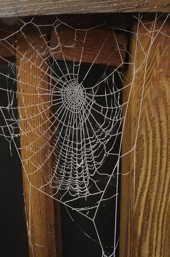 Spiderweb gelé d'isolement sur le noir