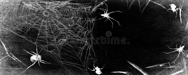 Spiderweb with spiders isolated on black grunge background. Halloween party panoramic black and white illustration