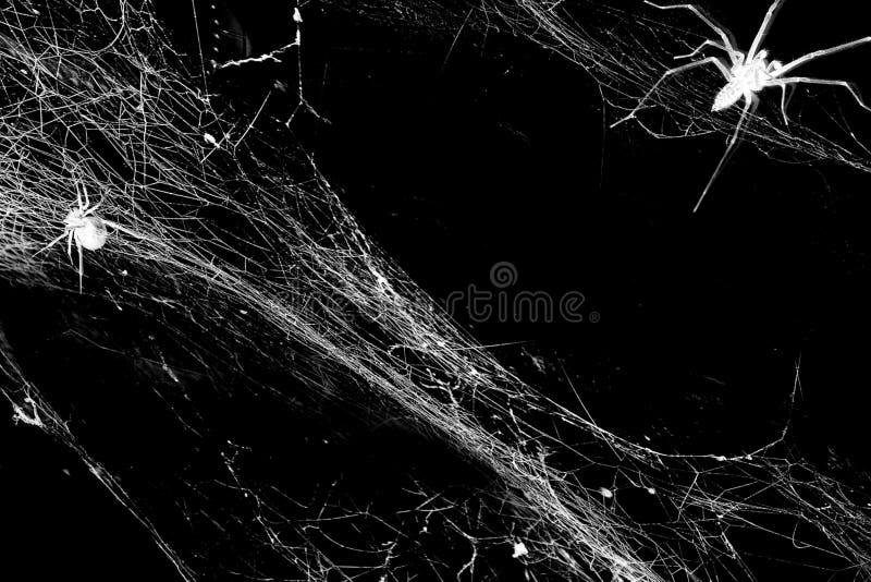 Spiderweb with spiders isolated on black grunge background. Halloween party  black and white illustration. Texture of cobweb. Horror, scary Halloween decoration. Copy space. Gothic style