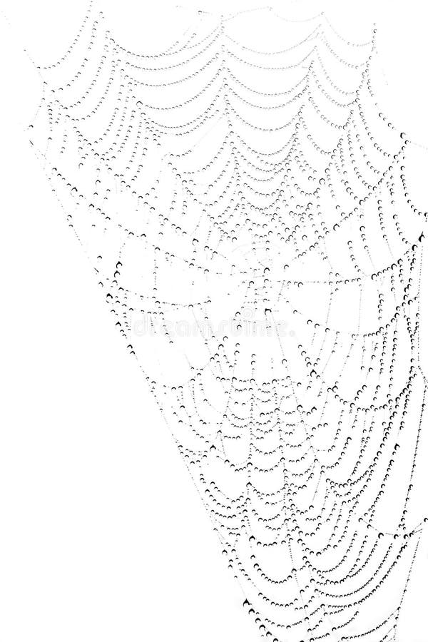 Spiderweb with waterdrops on white background