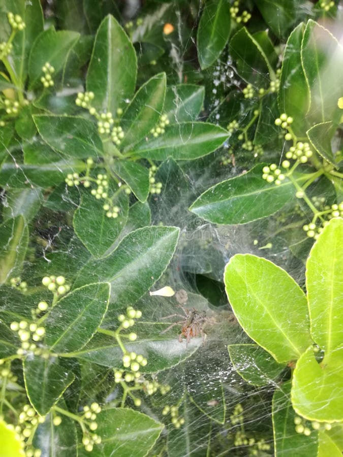 spiderweb fotografia stock spiderweb fotografia stock