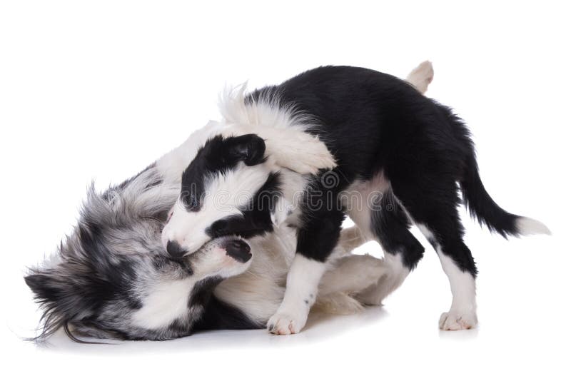 Dog Border Collie / adult (red merle) standing in a meadow Stock Photo -  Alamy