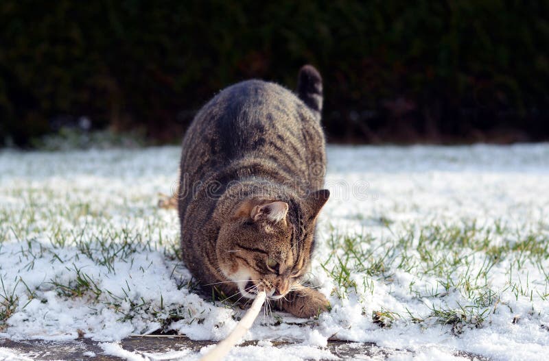 Katze Im Schnee Stockfoto Bild Von Streifen Saisonal