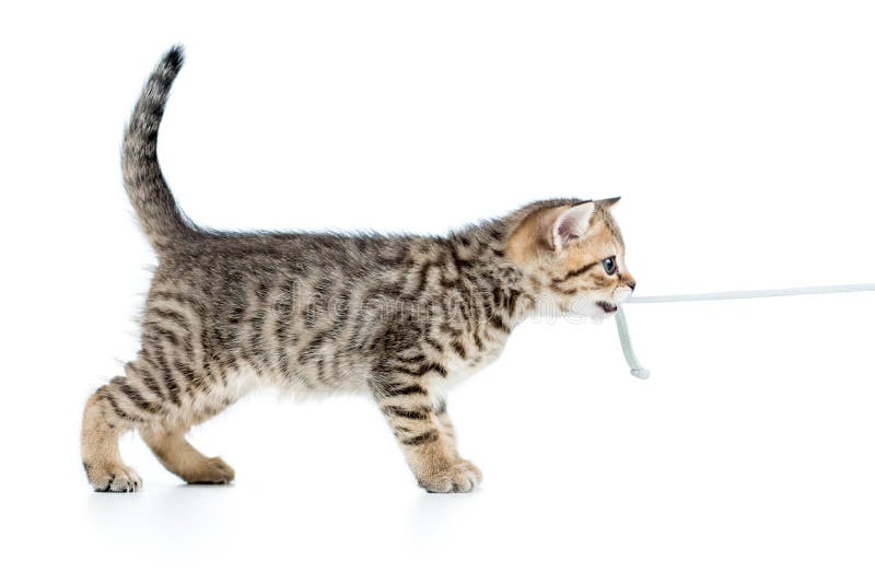 Spielerische Kätzchenkatze zieht die Schnur, die auf Weiß lokalisiert wird lizenzfreie stockbilder Spielerische Kätzchenkatze zieht die Schnur, die auf Weiß lokalisiert wird lizenzfreie stockbilder