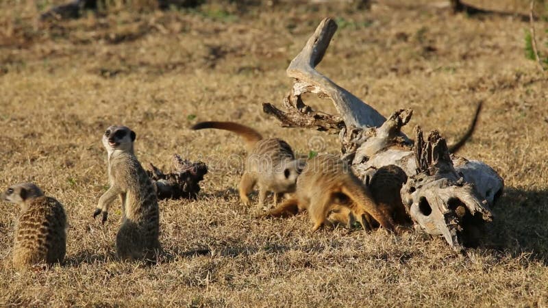 Spielerische meerkats