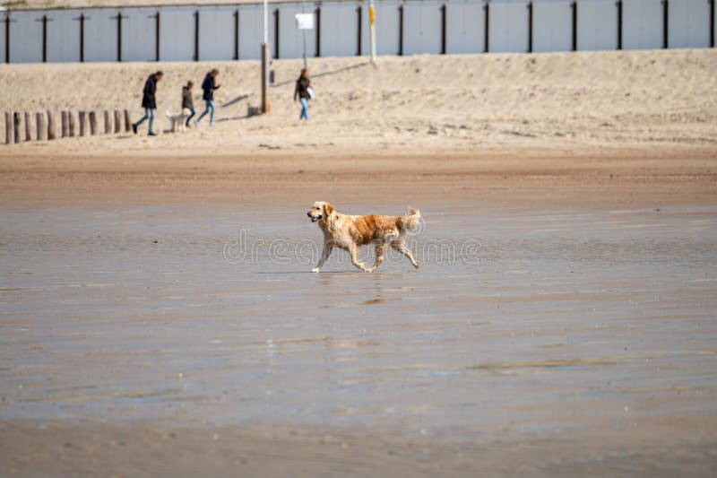 Spielerischer Hund, Der Sich am Sandstrand in Der Nähe Von Zoutelande-Zeeland-Netherlands  Amüsiert Redaktionelles Foto - Bild von cockerspaniel, haustier: 236564541