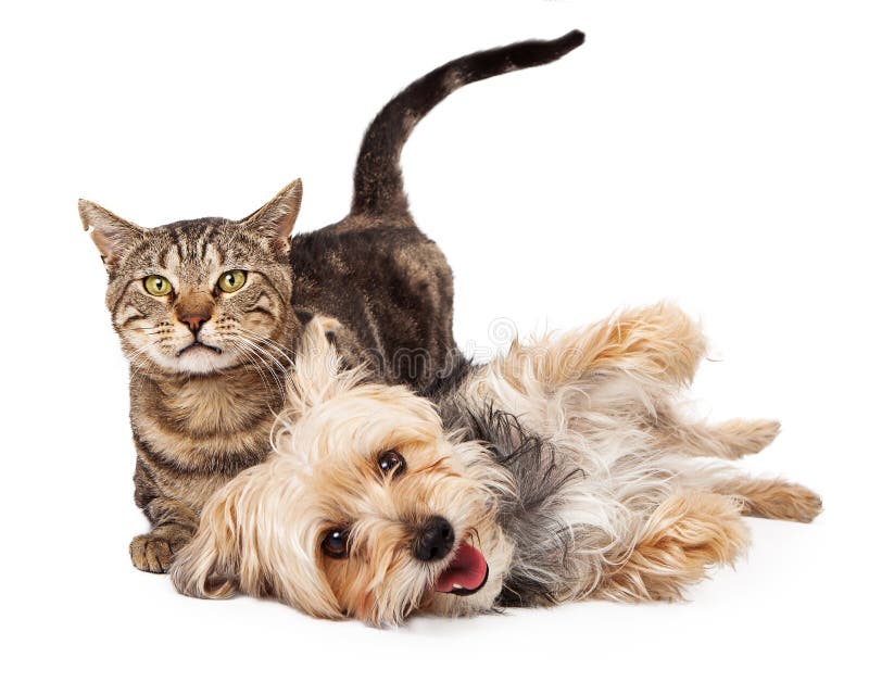 Spielerischer Hund und Cat Laying Together lizenzfreie stockbilder Spielerischer Hund und Cat Laying Together lizenzfreie stockbilder