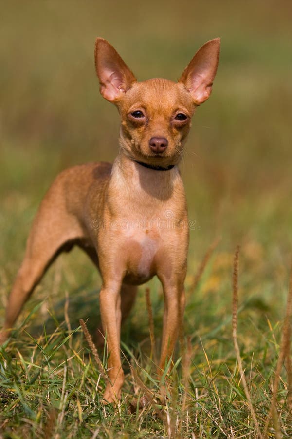 Koli Hund, Der Einen Befehl Erwartet Stockfoto Bild von horizontal