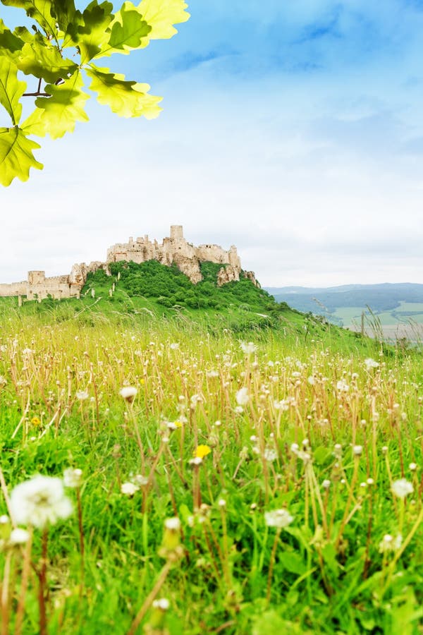 Spies castle and dandelions