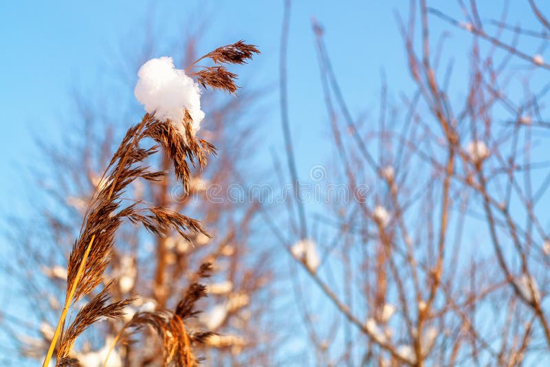 Spighetta di erba con un grumo di neve ed i rami dei cespugli contro il cielo blu fotografia stock Spighetta di erba con un grumo di neve ed i rami dei cespugli contro il cielo blu fotografia stock
