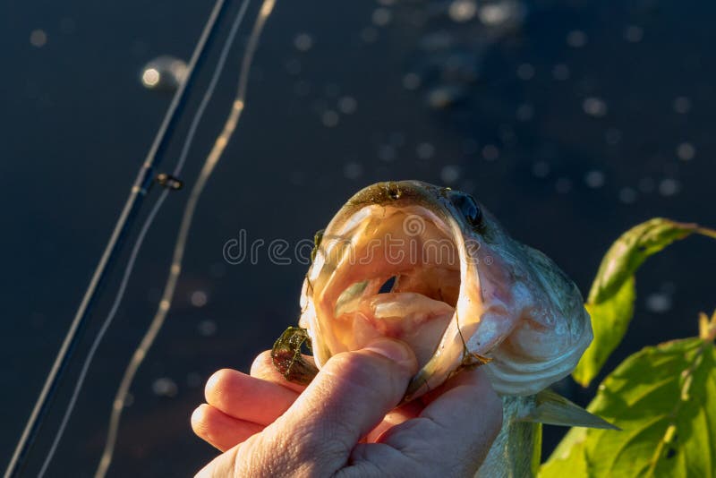 Spigola fuori dal gancio immagini stock Spigola fuori dal gancio immagini stock