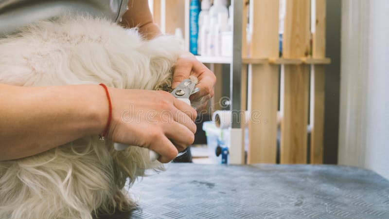 Nail trimming in dogs. Service grooming salon for dogs. Nail care dogs. Shallow focus. Nail trimming in dogs. Service grooming salon for dogs. Nail care dogs. Shallow focus