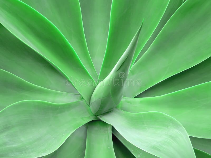 spike plant single spike plant single