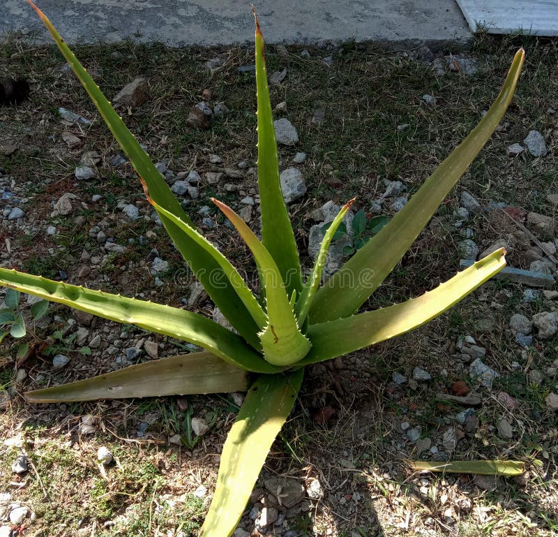 Spike Aloe Vera Leaves Green Color Stock Image Image of plant, health 243689337