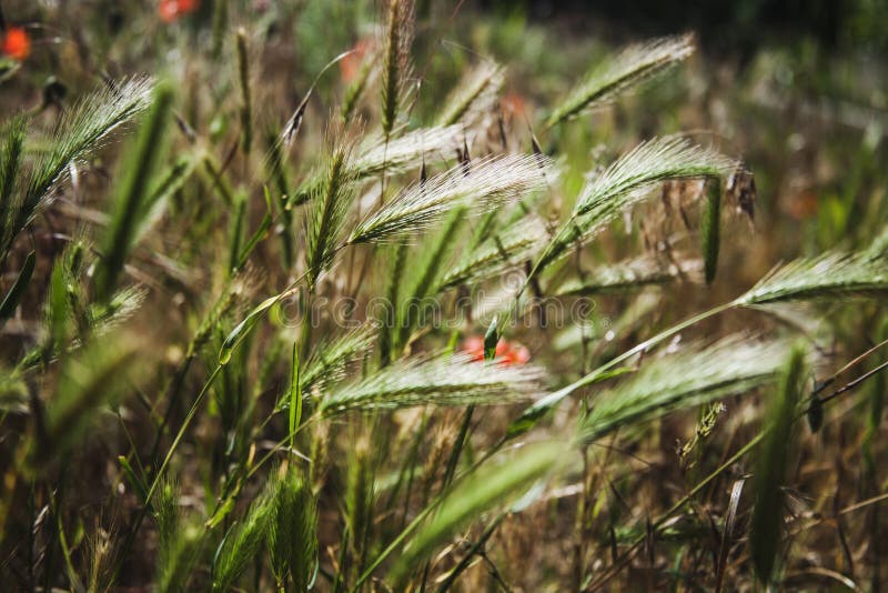 Spike closeup. Grass in the field macro. Meadow background. Spikelets in sunlight. Nature close up. Spike with seeds.