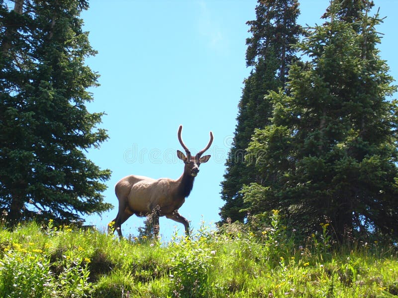 Spike elk stock photo. Image of life, park, bull, rocky 6569554