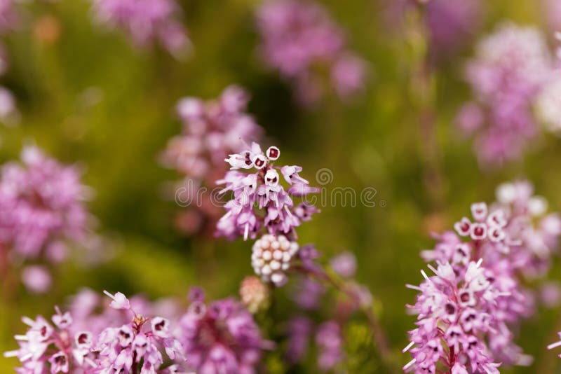 Spike heath Bruckenthalia spiculifolia