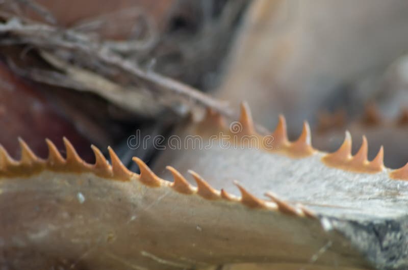 Shark Row Teeth Stock Photos - Free & Royalty-Free Stock Photos from