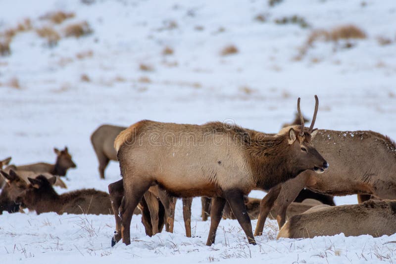 Spike elk stock photo. Image of life, park, bull, rocky 6569554