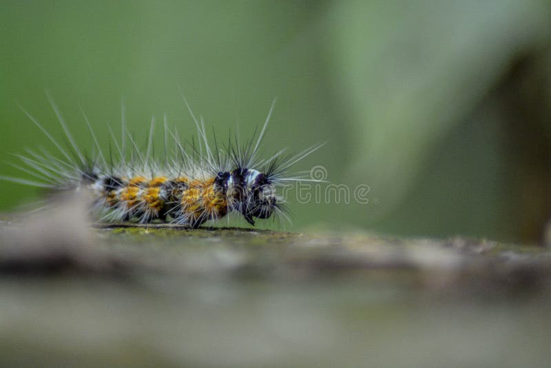 Een Magische Rupsband Van Purpere En Bruine Kleur Met Lange Vezels
