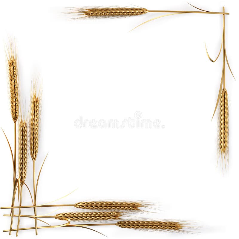 Frame of golden spikelets. isolated on white. with clipping path.
