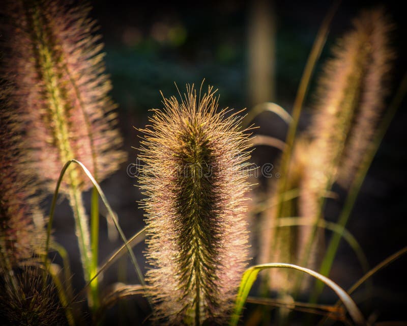 grass spike plant grass spike plant