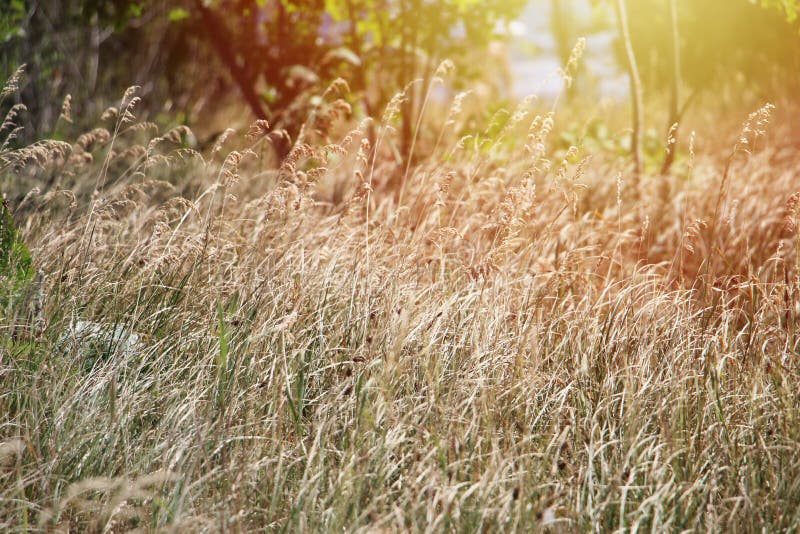 Spikelets på veteåkern arkivfoto Spikelets på veteåkern arkivfoto