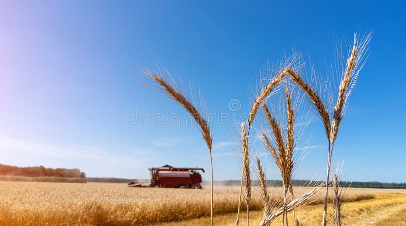 Spikelets of wheat against a blue sky stock photography