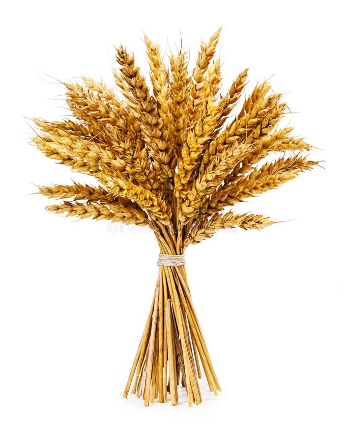 Spikelets of wheat on isolated on white