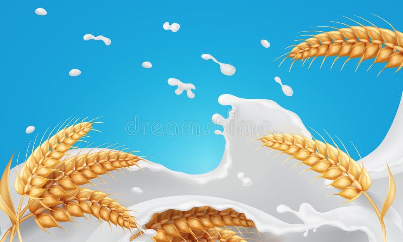 Spikelets αυτιών σίτου με τα σιτάρια στον παφλασμό γάλακτος Ρεαλιστική διανυσματική απεικόνιση δεσμών βρωμών απεικόνιση αποθεμάτων Spikelets αυτιών σίτου με τα σιτάρια στον παφλασμό γάλακτος Ρεαλιστική διανυσματική απεικόνιση δεσμών βρωμών απεικόνιση αποθεμάτων