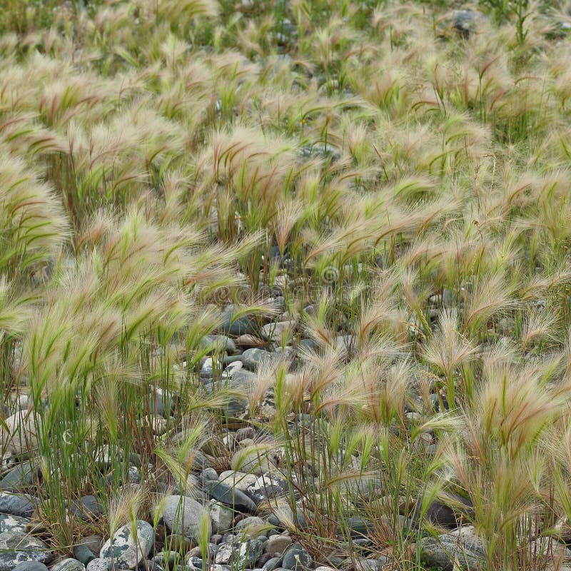 Spikes of hordeum jubatum