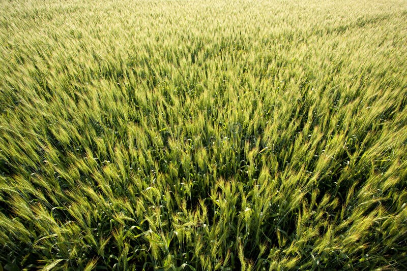 Spikes of wheat moves stock image. Image of field, grain - 25948485