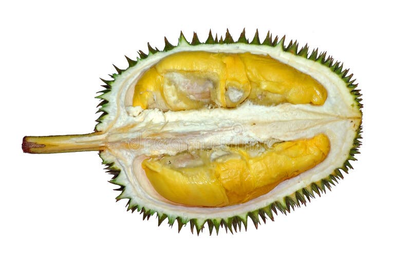 Un spinoso frutto dall'asia paese, chiamato durian, anche i crediti è un re di frutta, molto puzzolente di frutta.