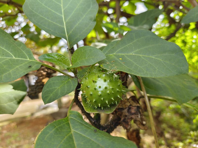 Spiky Green Datura Fruit stock photo. Image of green 267271726