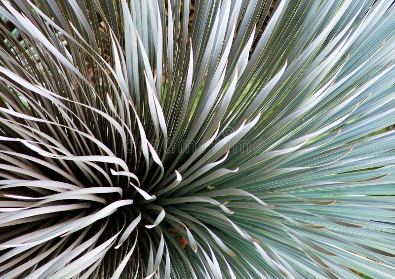 Spiky Leaves White Flowers stock photo. Image of leaves 195349166