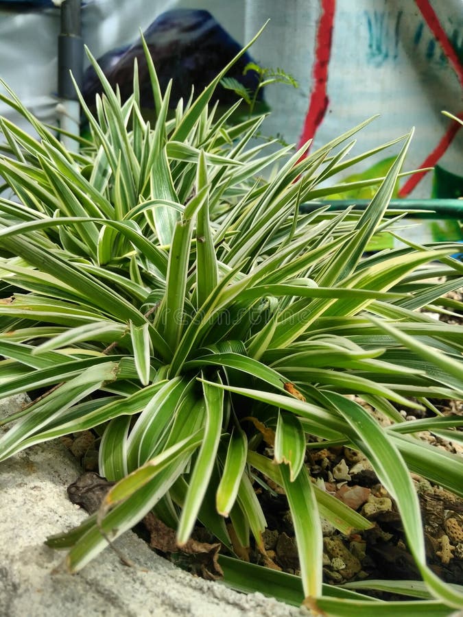spike plant outdoors spike plant outdoors