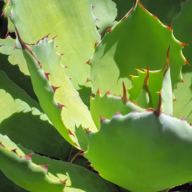 Spiky Succulent Plant Closeup Stock Image Image of flora, cactus