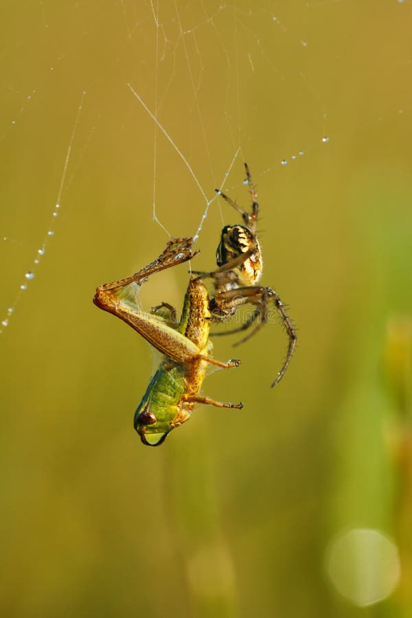 Spin die die een sprinkhaan doden in spinneweb wordt gevangen stock foto Spin die die een sprinkhaan doden in spinneweb wordt gevangen stock foto