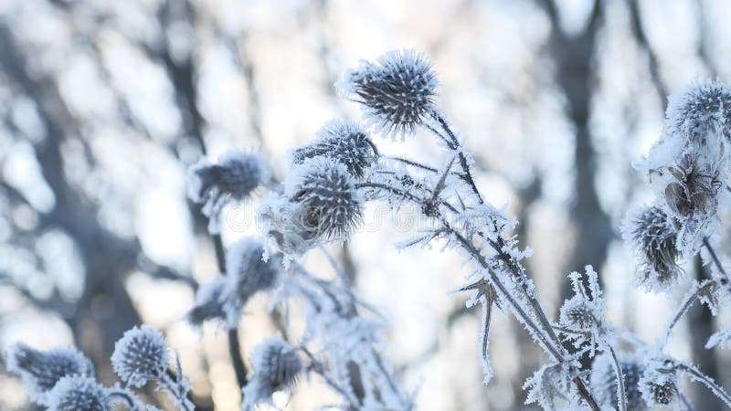 Spina congelata nel paesaggio della natura della foresta di inverno della neve dell'erba asciutta di inverno della neve immagini stock Spina congelata nel paesaggio della natura della foresta di inverno della neve dell'erba asciutta di inverno della neve immagini stock