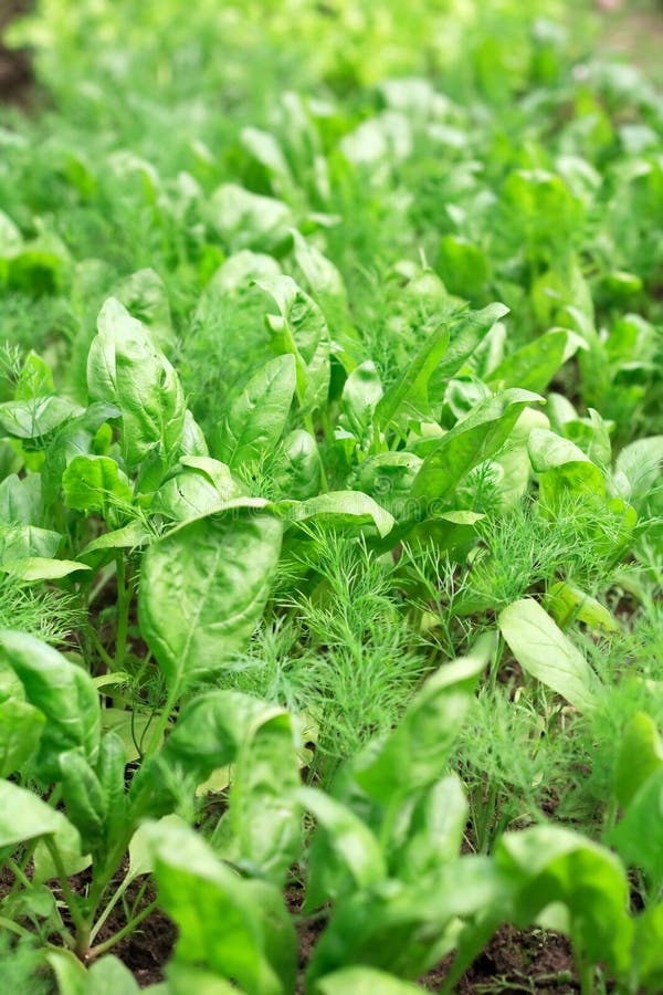 Spinach royalty free stock images