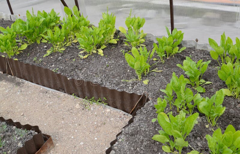 Greenhouse spinach stock image. Image of irrigation, green 18040991