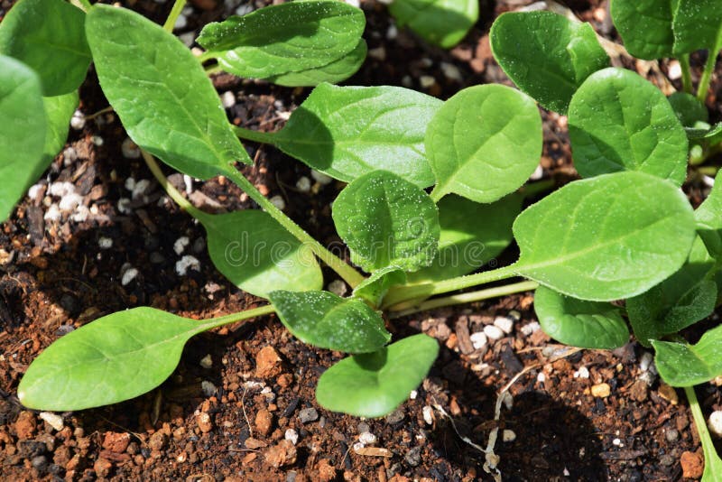 Spinach cultivation stock image. Image of agriculture - 112369873