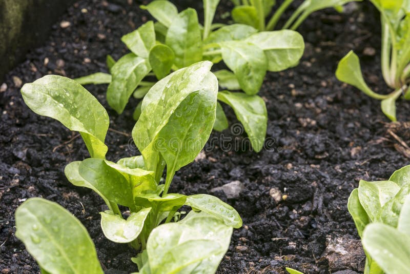 Spinach Garden stock photo. Image of diet, life, nature - 27629440