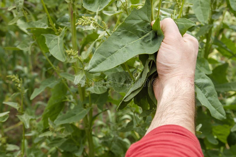 Harvest Spinach In Plantation Stock Photo Image of nature, farming