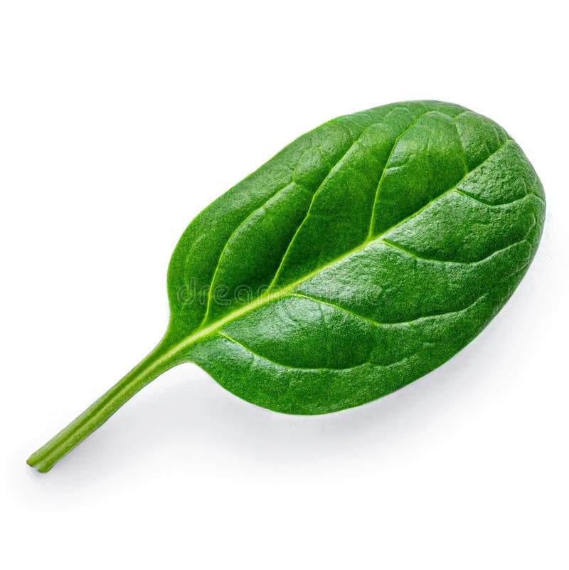 Spinach Isolated on White Background. Fresh Green Baby Spinach Leaf
