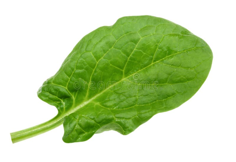 Spinach leaf close up isolated on white without shadow