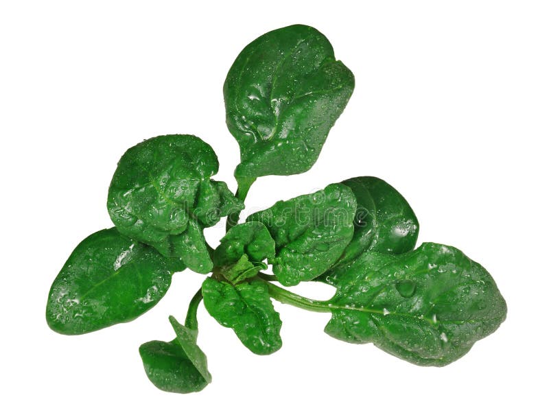 Spinach leaves stock image. Image of eating, fresh, leaf - 77270129