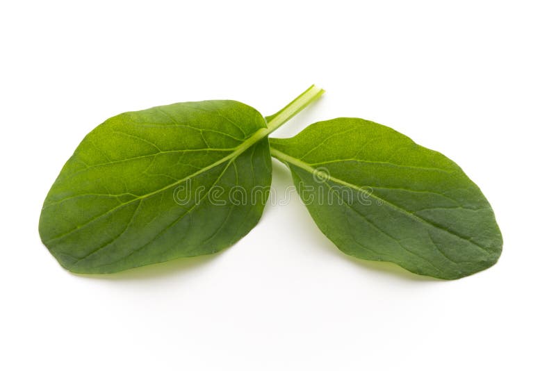 Spinach Leaves Close Up Isolated on White. Stock Image Image of dieting, vegetable 109099533