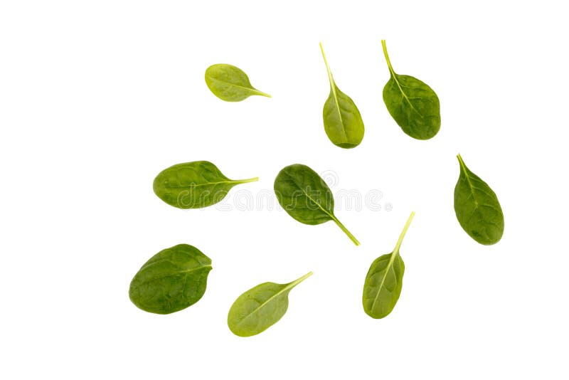 Spinach leaves stock photo. Image of nature, healthy 68293220