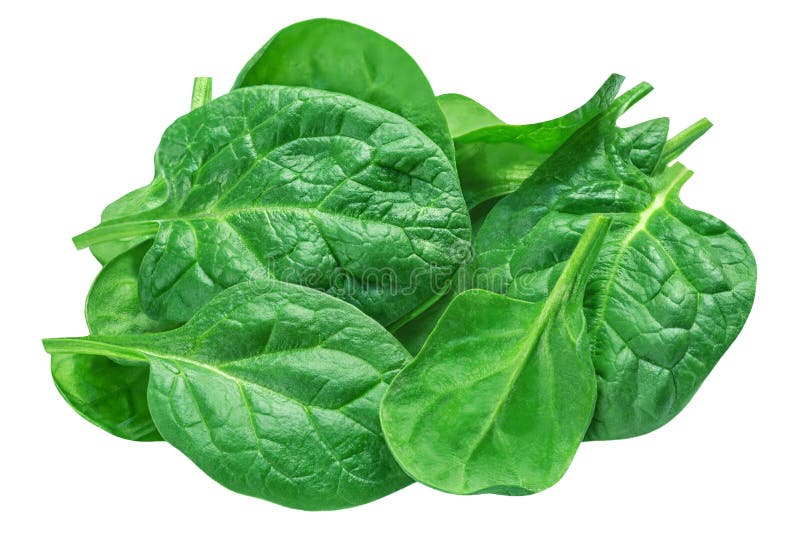 Spinach Leaves Isolated on White Background. Spinach Leaf Top View Stock Image Image of leaves